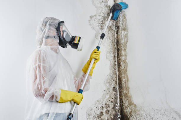 Best Same-Day Mold Removal  in Center Point, TX