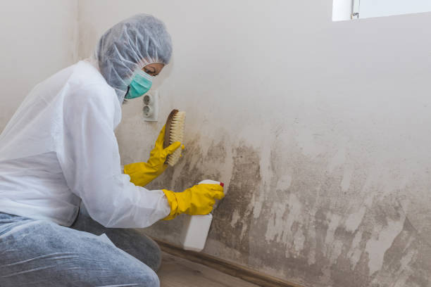 Best Mold Testing and Removal  in Center Point, TX