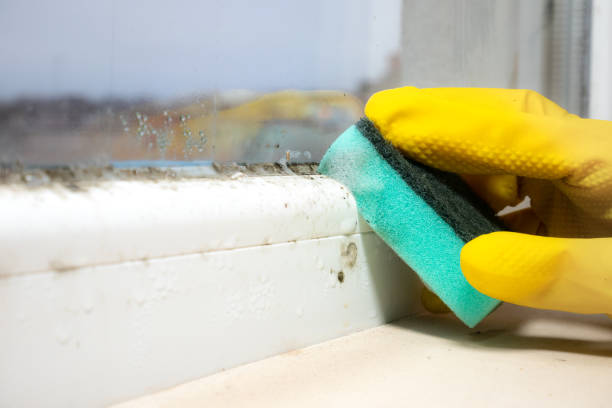 Best Mold Removal Specialists  in Center Point, TX